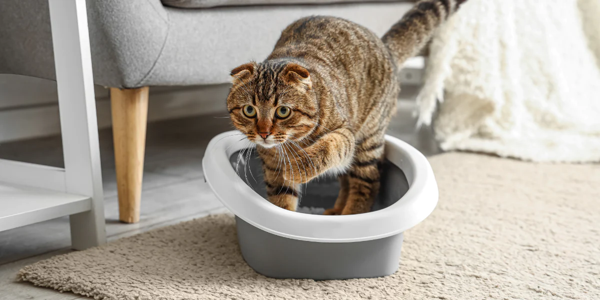 lightweight unscented cat litter factories