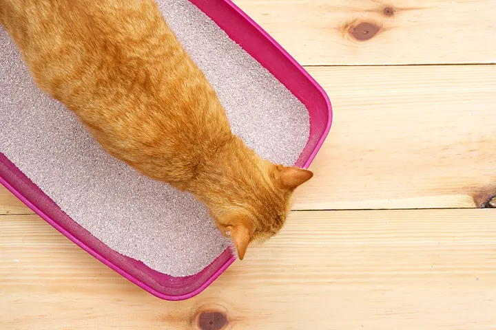 oem best cat tofu litter