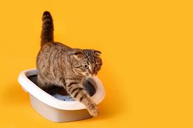cat litter wholesale