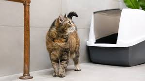 cat litter sand cheap factories