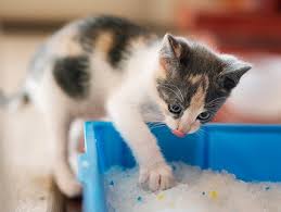 100 lb cat litter factory