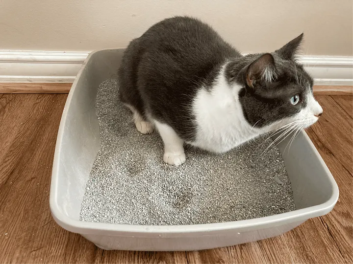 custom low track cat litter