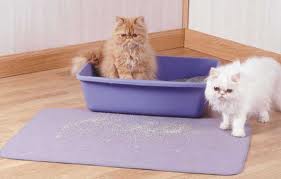 custom outdoor cat litter