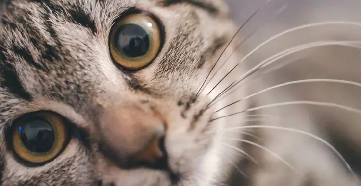 40 pound cat litter suppliers
