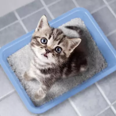 nontracking cat litter factories